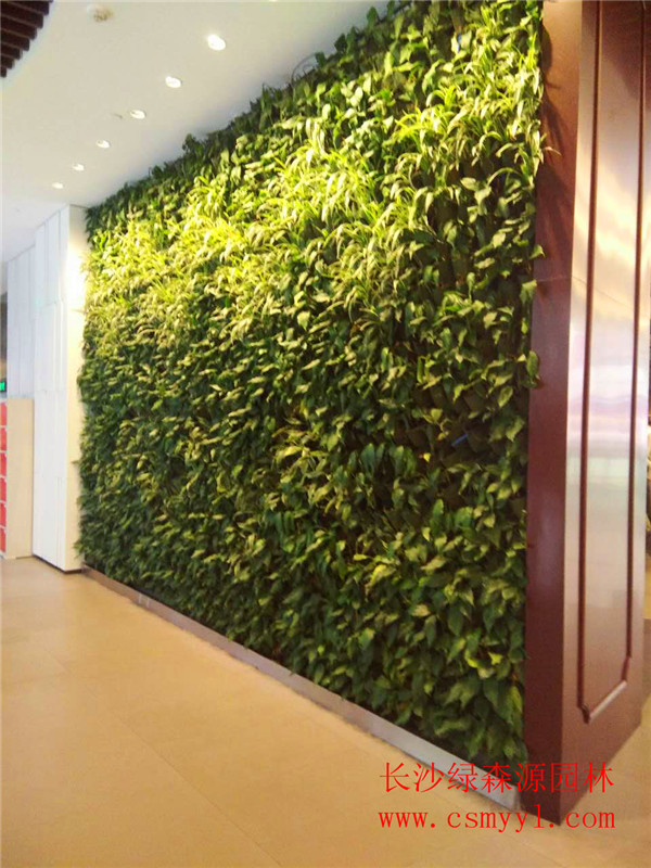 長沙植物墻