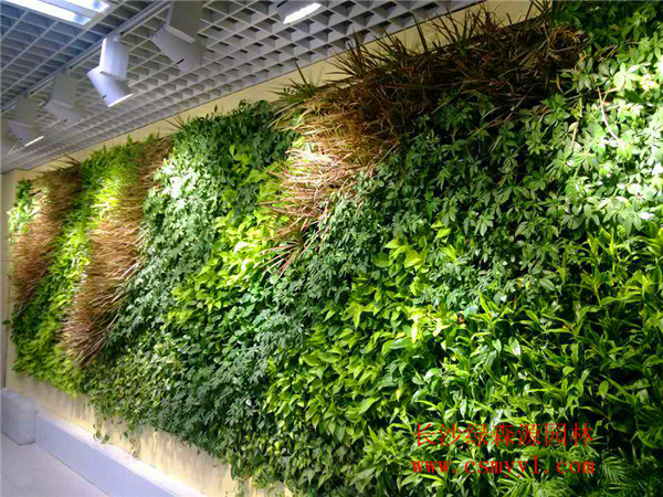 長沙垂直綠化——植物墻