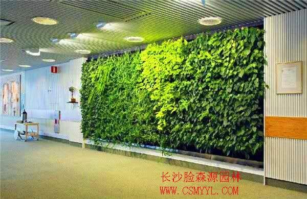 長沙植物墻