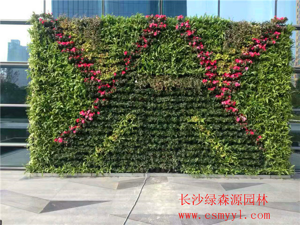 湖南植物墻